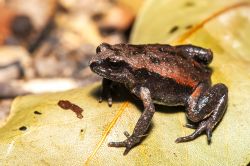 128-Pseudophryne raveni